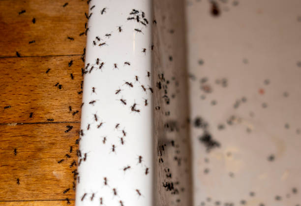 Best Best Pest Control Companies  in Lansford, PA