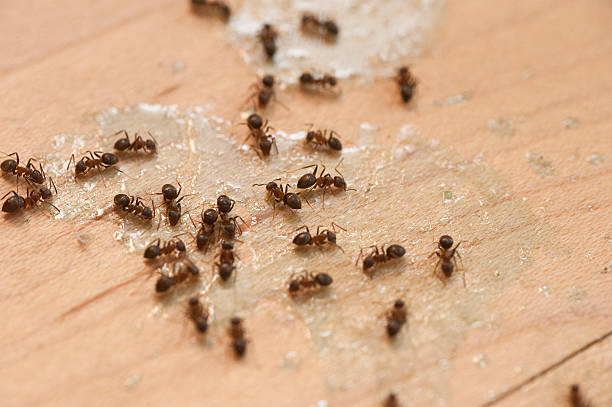 Pest Prevention Services in Lansford, PA